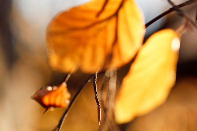autum beech leaves and buds