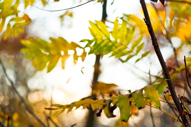 autumn leaves in full backlight