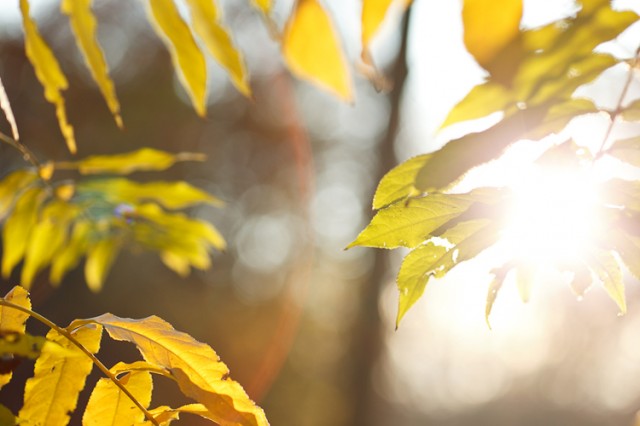 autumn leaves in full backlight