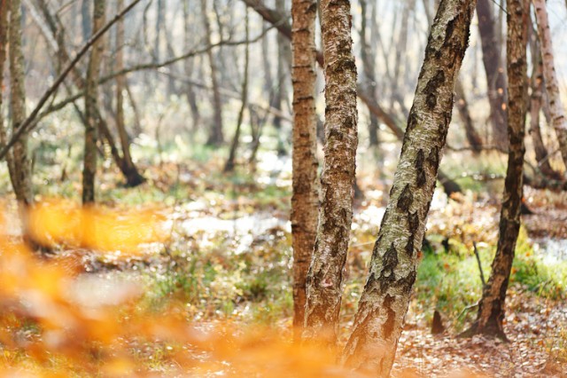 birches in a swamp area, Wandlitz, Brandenburg