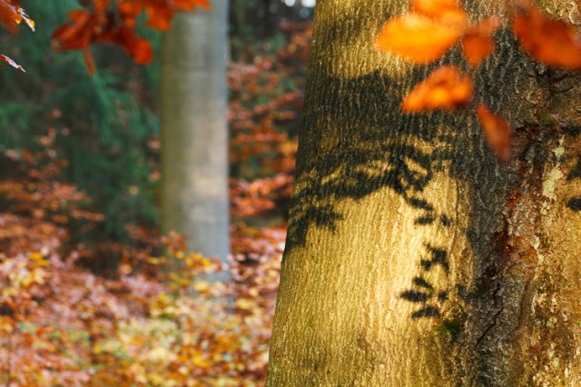 beech log with shadow cast from foliage