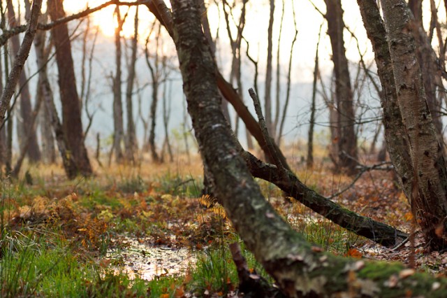 birches in a swamp area, Wandlitz, Brandenburg