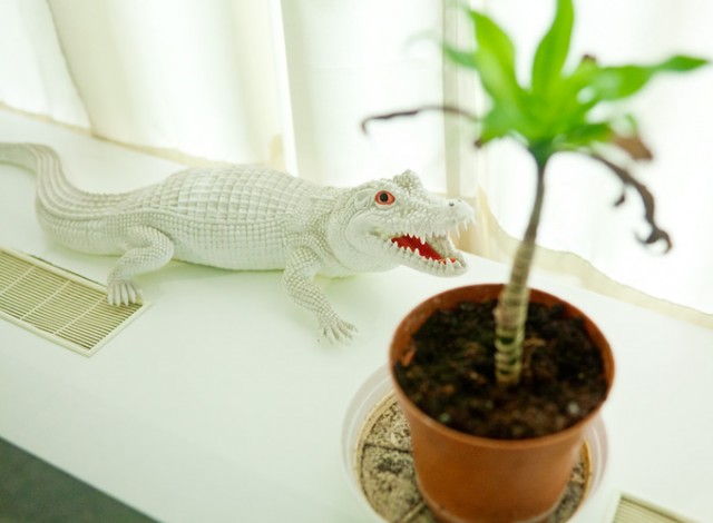 white crocodile beneath a palm
