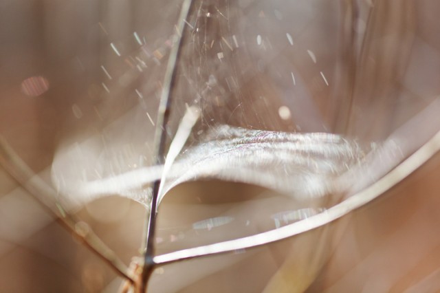 spider’s web, Schönwalde / Dammsmühle, Brandenburg, 03/2011